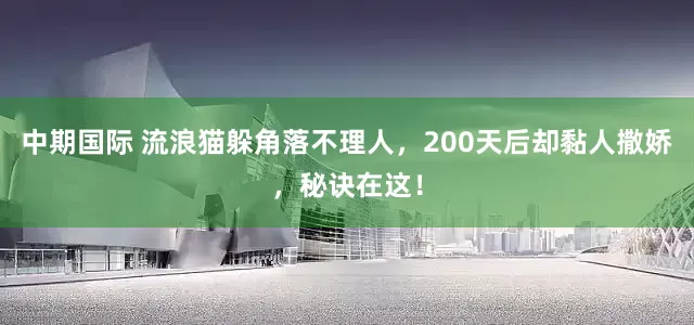 中期国际 流浪猫躲角落不理人，200天后却黏人撒娇，秘诀在这！